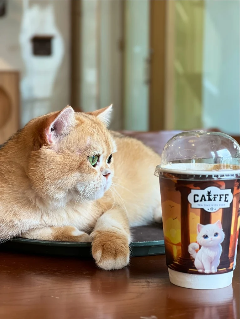 Catffee