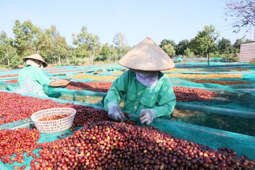Bảo Quản Cà Phê Sau Khi Thu Hoạch: Kỹ Thuật Chăm Sóc Quan Trọng Giúp Nâng Cao Chất Lượng Cà Phê