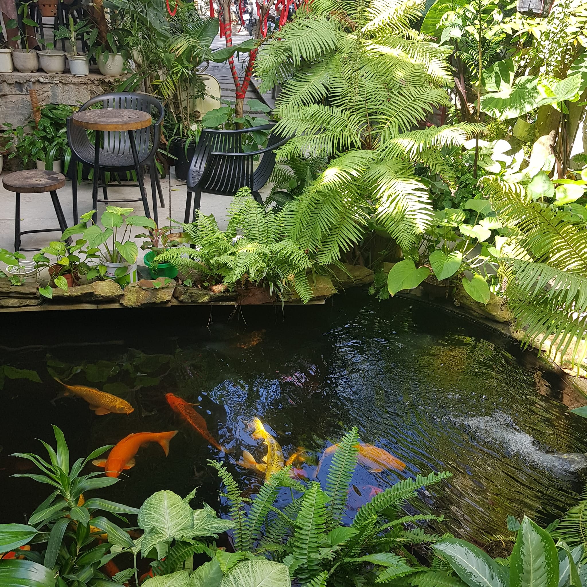 khu vực cá koi - doll coffee