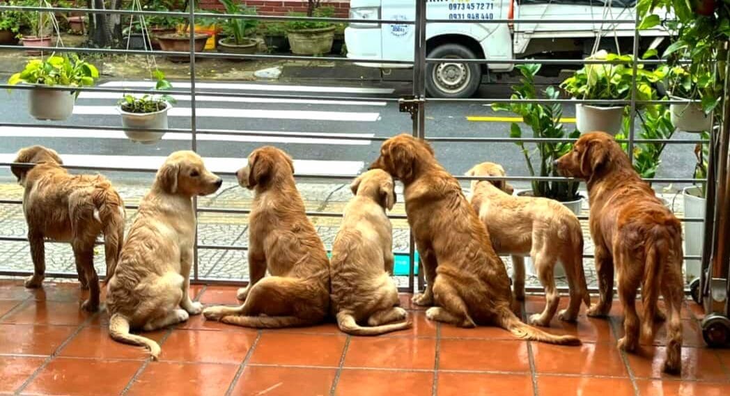 Các chú chó đáng yêu tại Giang Pomeranian House