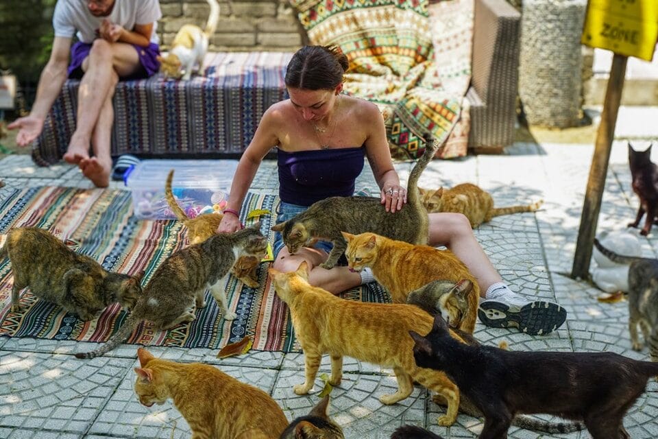 Các chú mèo Jack’s Cat Cafe gần gũi với du khách