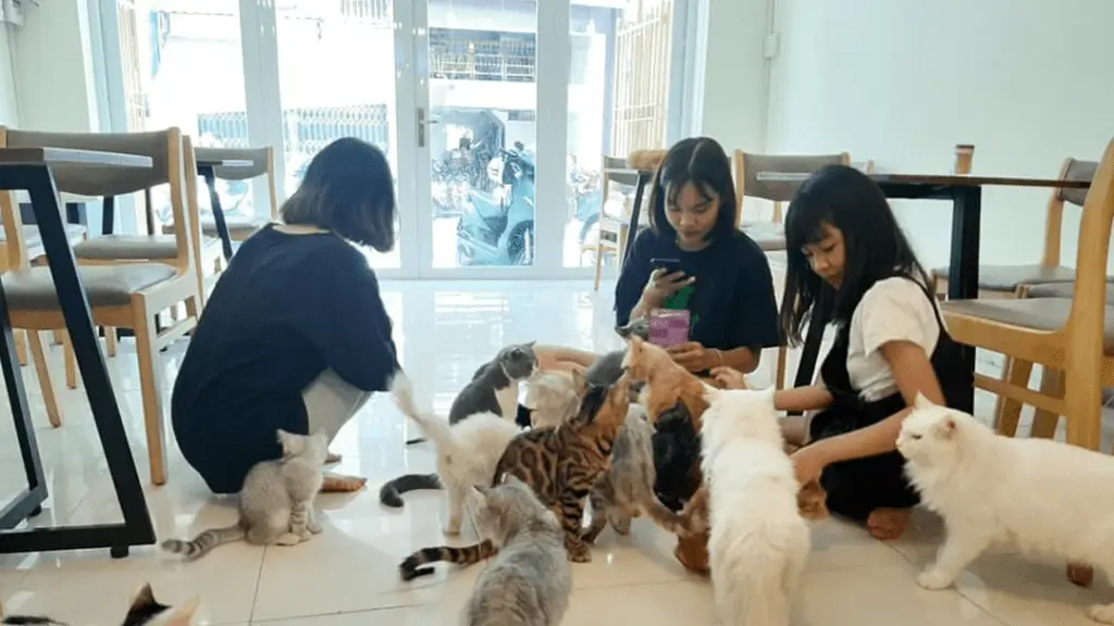 Cafe mèo Bin Bin tại Đà Nẵng