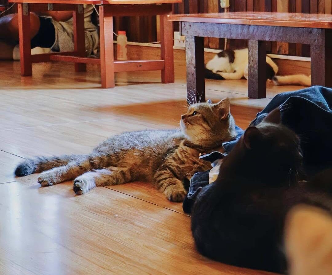 Không gian ấm cùng bên trong Xóm Mèo Coffee